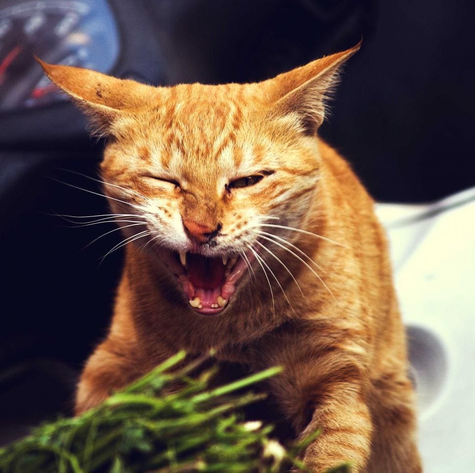 고양이 잇몸 건강