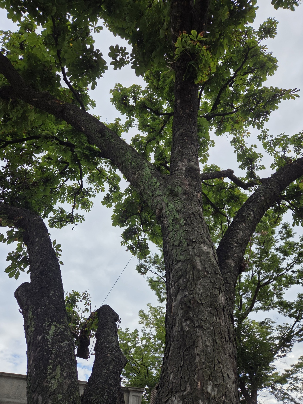 가시칠엽수(마로니에)