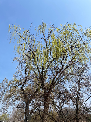 공원의 풍경은 말없이 마음의 속도를 늦춰줍니다.