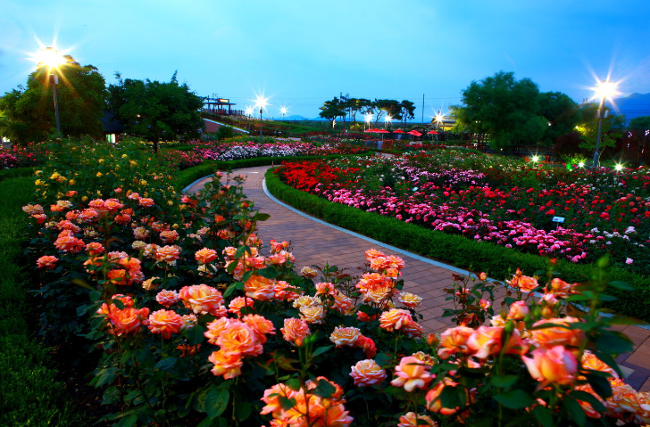 곡성_장미축제의_장미