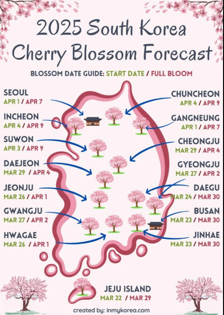 2025년 진해 군항제 벚꽃축제 관련사진