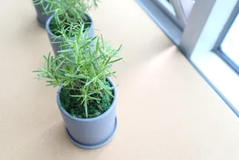 실내허브 키우기 물주기 광량관리 병해충예방 주방에서도 손쉽게_3