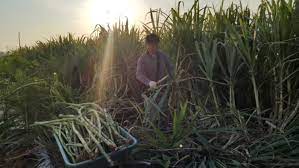 폴리코사놀 효능 부작용 (3주 섭취 후기)