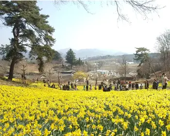 서산 유기방 가옥 수선화 축제_2