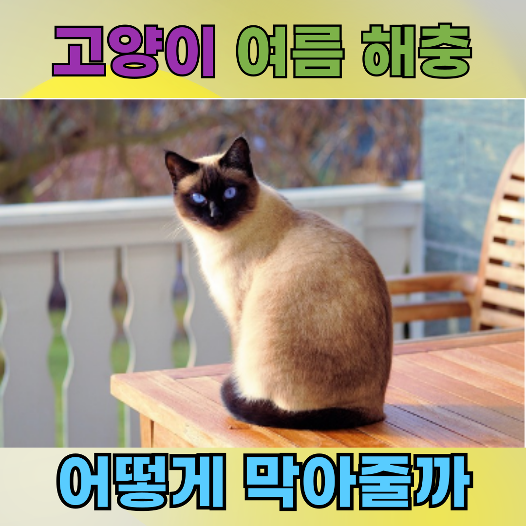 고양이 여름 해충 방지 6단계 루틴, 안전한 여름나기