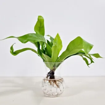 수경재배 준비 병선택 뿌리관리 액비투여 물갈이주기 가이드_3