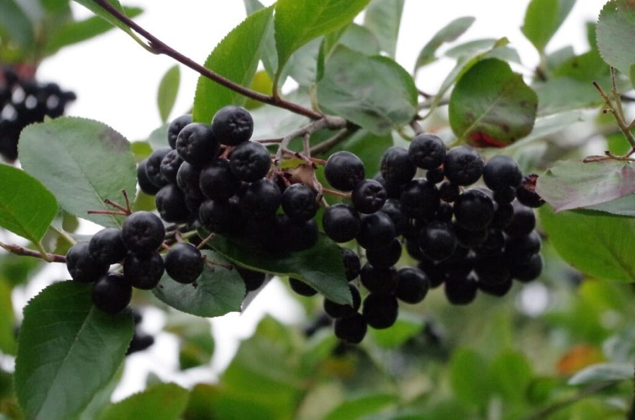 아사이베리 나무와 열매