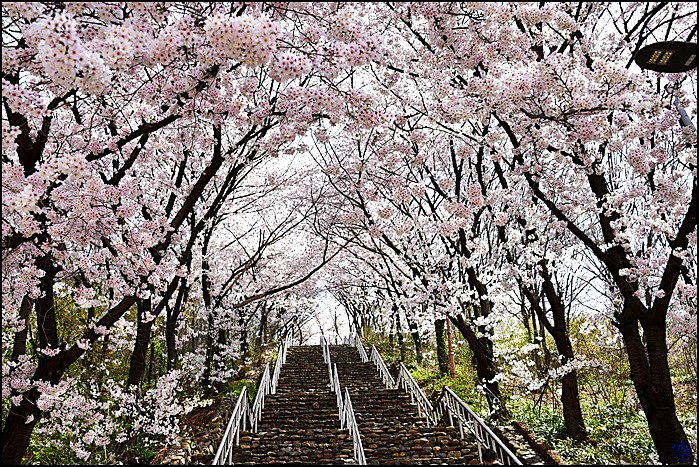 벚꽃 개화시기 2023