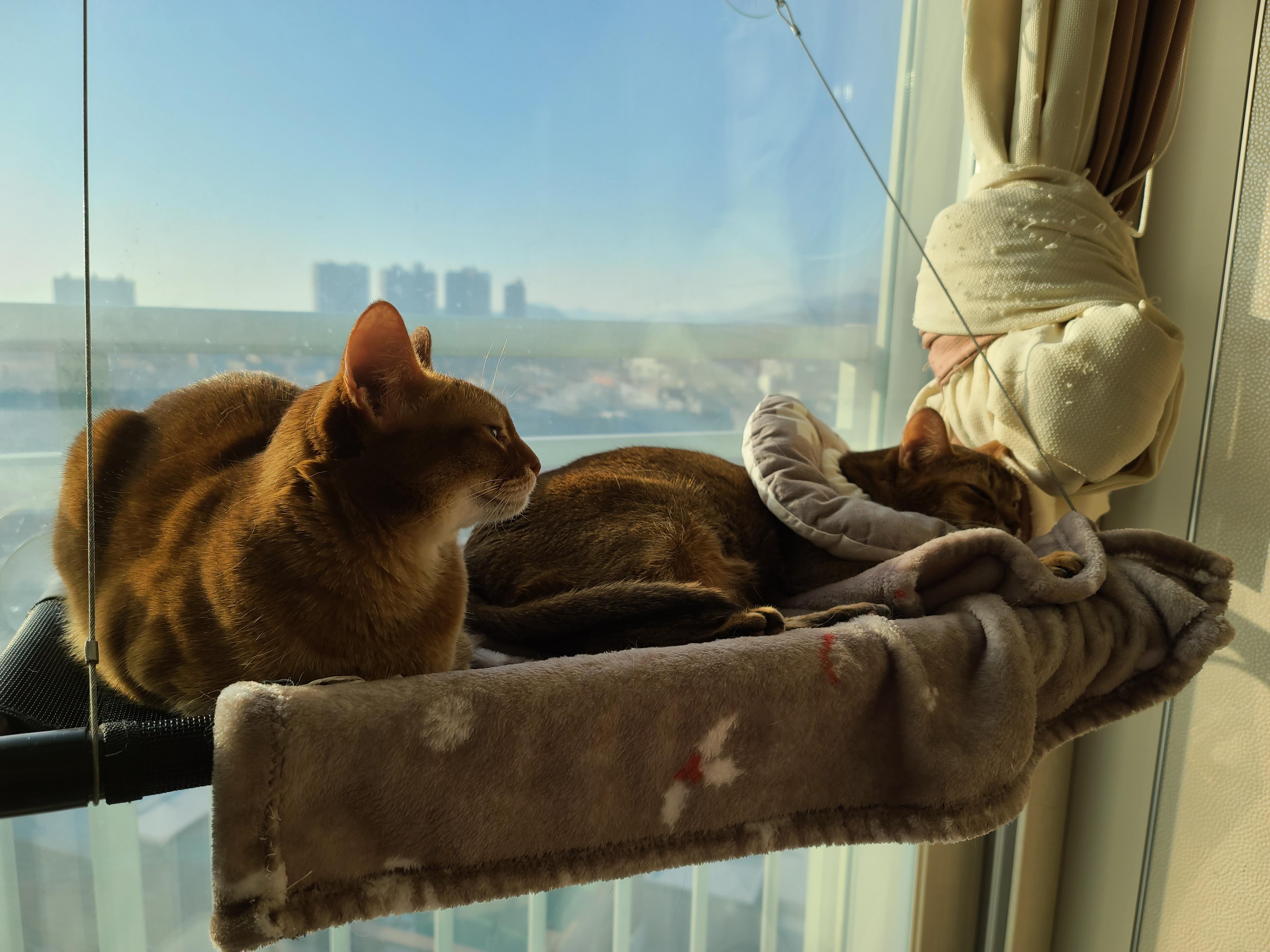 사이좋은 고양이들. 우리집 1호, 2호 공식 커플.