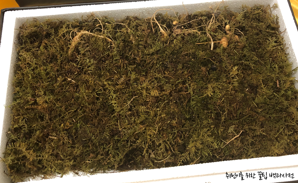 산양삼 세트 내부