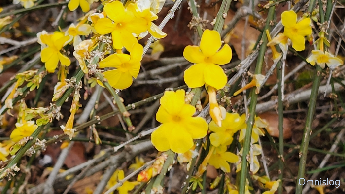 영춘화(迎春花) Jasminum nudiflorum.