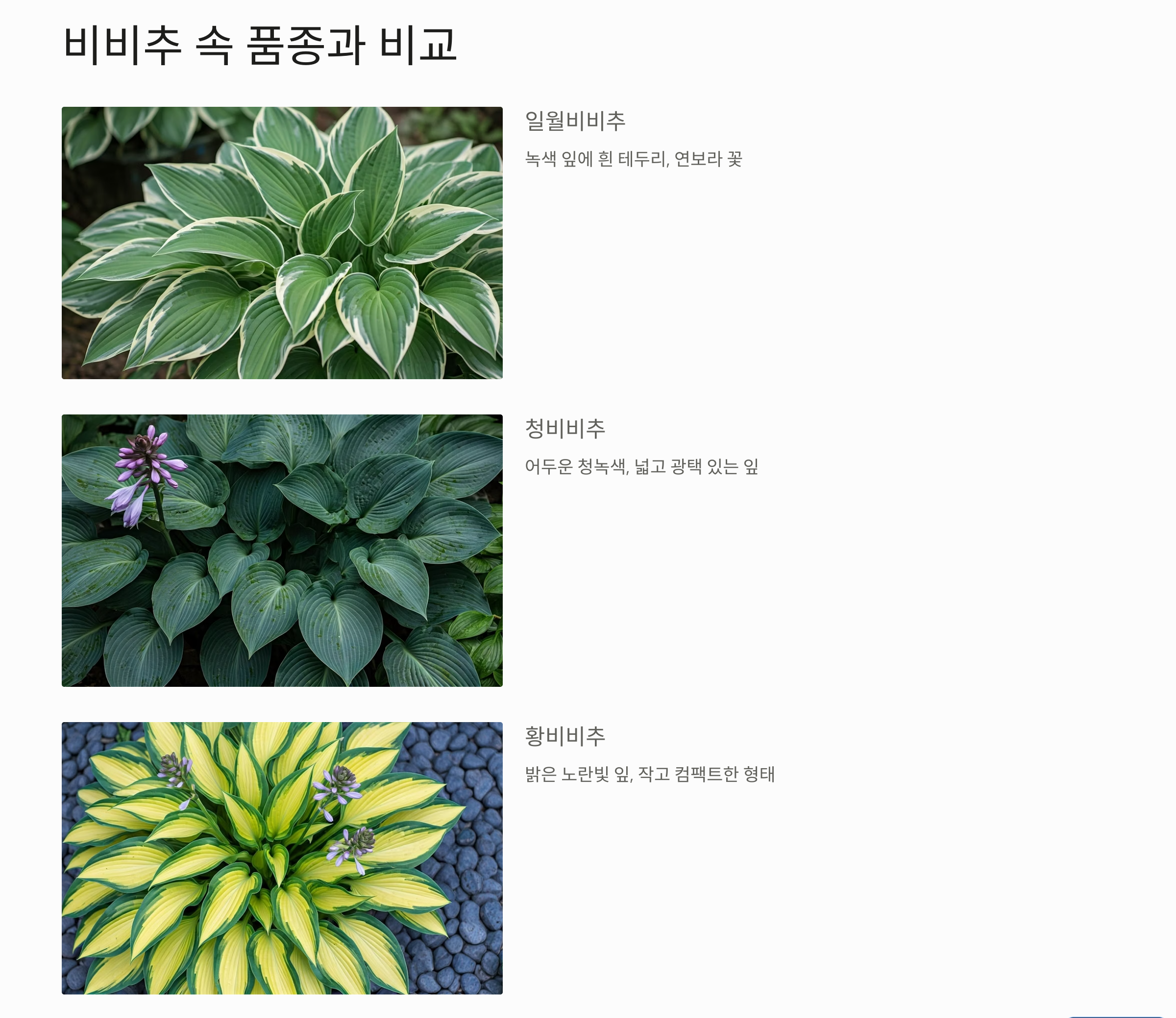 일월비비추