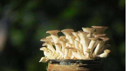 2025 초복 중복 말복 날짜와 음식 총정리&amp;#44; 전복죽3