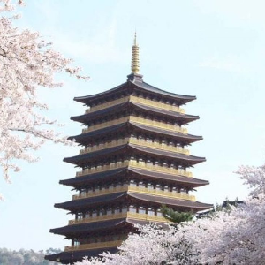 2025 대한민국 벚꽃 개화 시기 총정리! 지역별 명소 &amp; 축제 일정