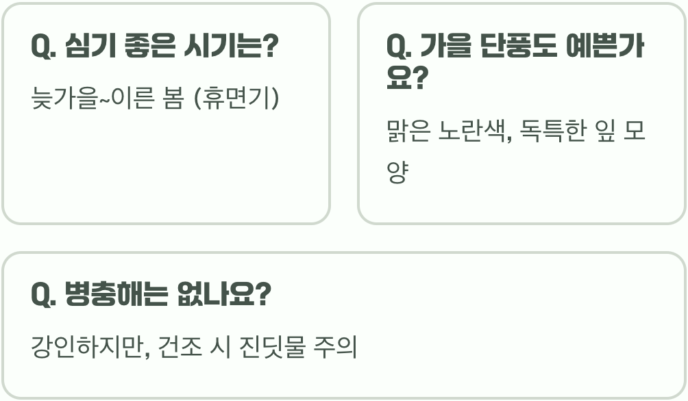 정원에 튤립나무 심기 전, 반드시 알아야 할 점 (성장 속도!)
