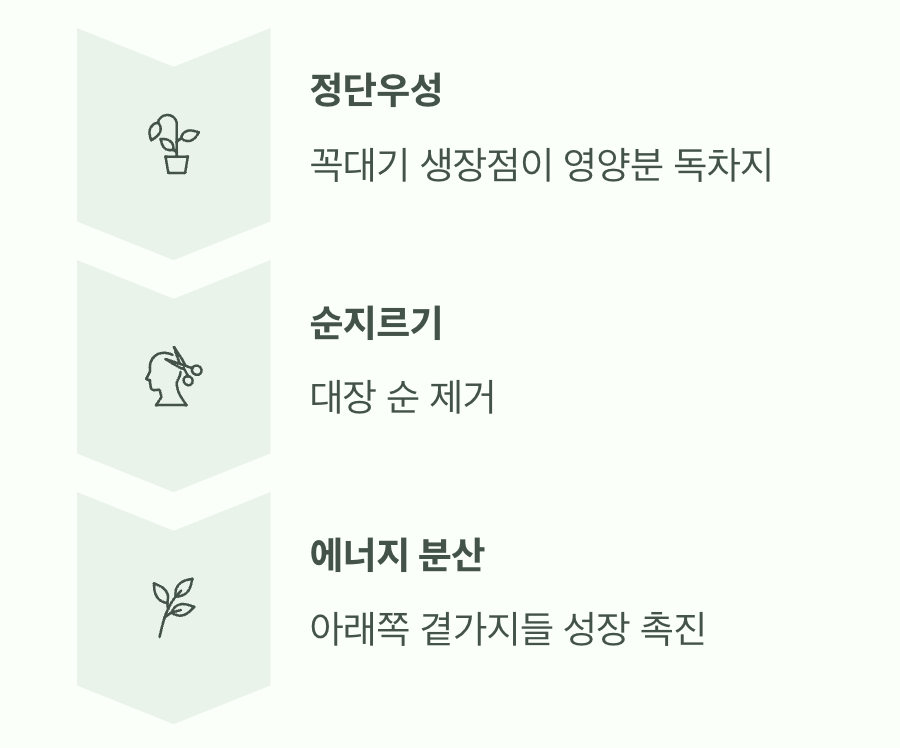 왜 잘라줘야 할까요? 천일홍의 성장 비밀