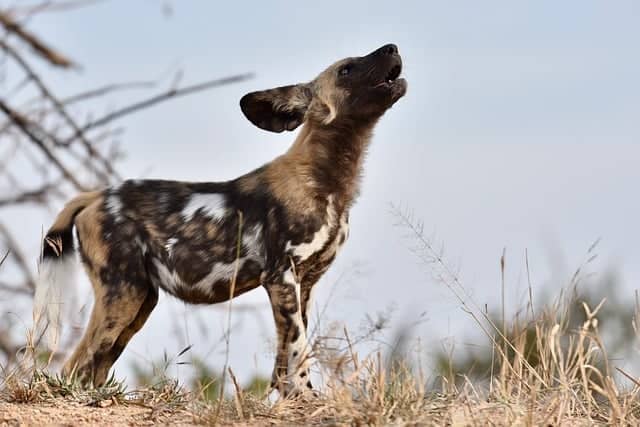 강아지가 갑자기 짖는 이유와 훈련법