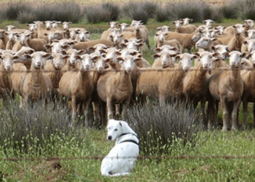 풀밭에 수많은 양때를 지키고 있는 강아지 사진 입니다.