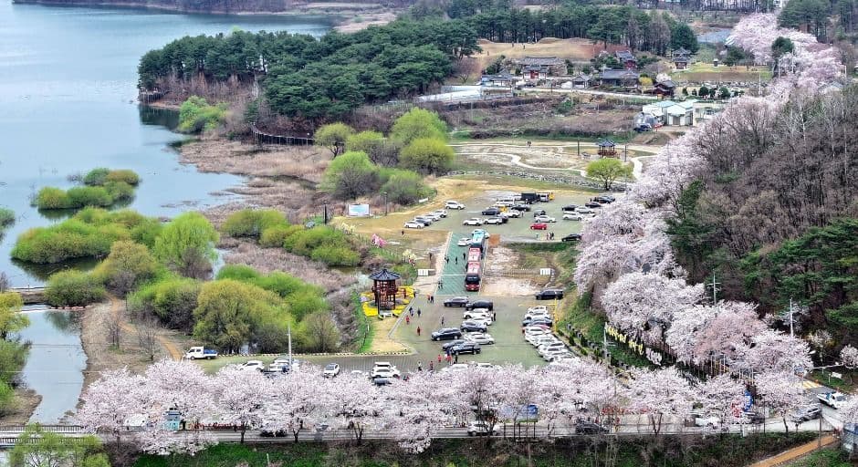 [4월 축제]2025 대덕물빛축제｜벚꽃축ㅈ, 점등시간, 일정, 기간, 공연, 프로그램