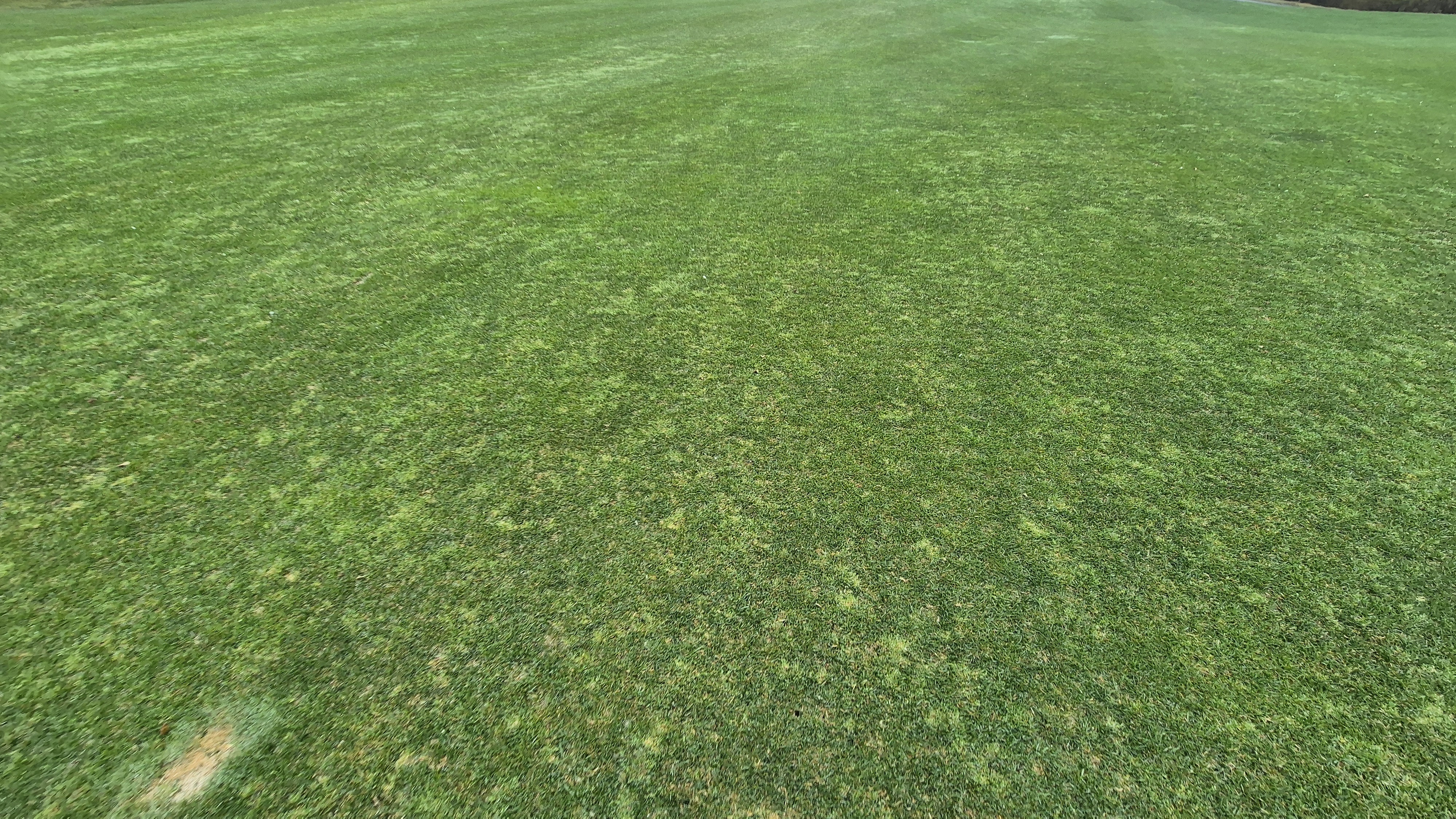 레인보우힐스cc 동-남 코스 관리 상태