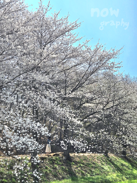 충남-당진-피어라-카페