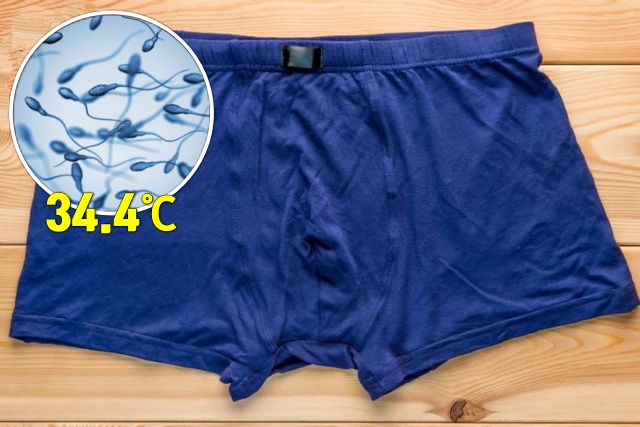 신혼부부 임신 불임 원인 트렁크팬티, 건강 팁줌 매일꿀정보