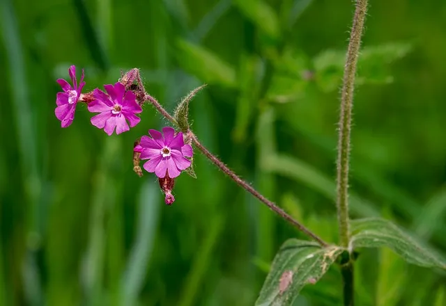 카네이션 화분 키우는 방법 생화 꽃바구니 관리_6