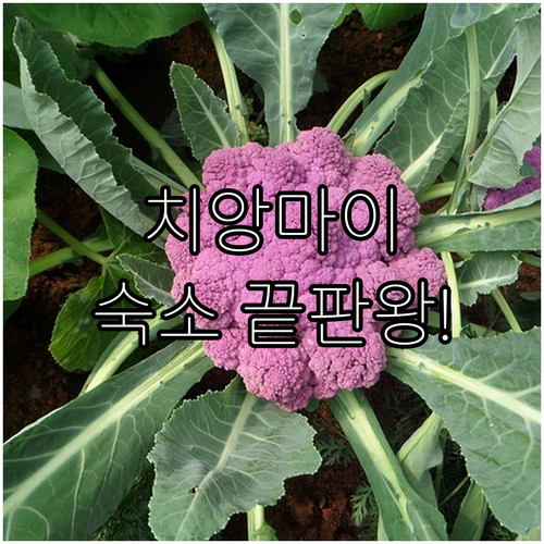 태국 치앙마이 숙소 추천 위치별 베스..