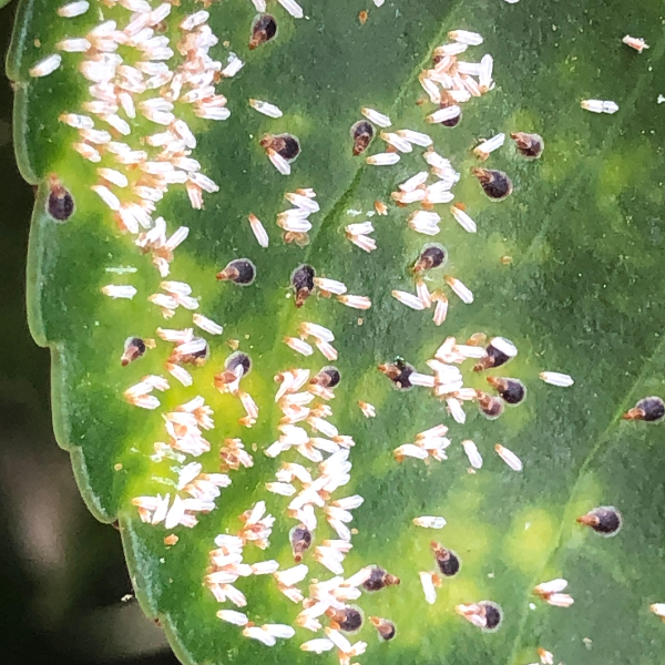 사철나무 깍지벌레