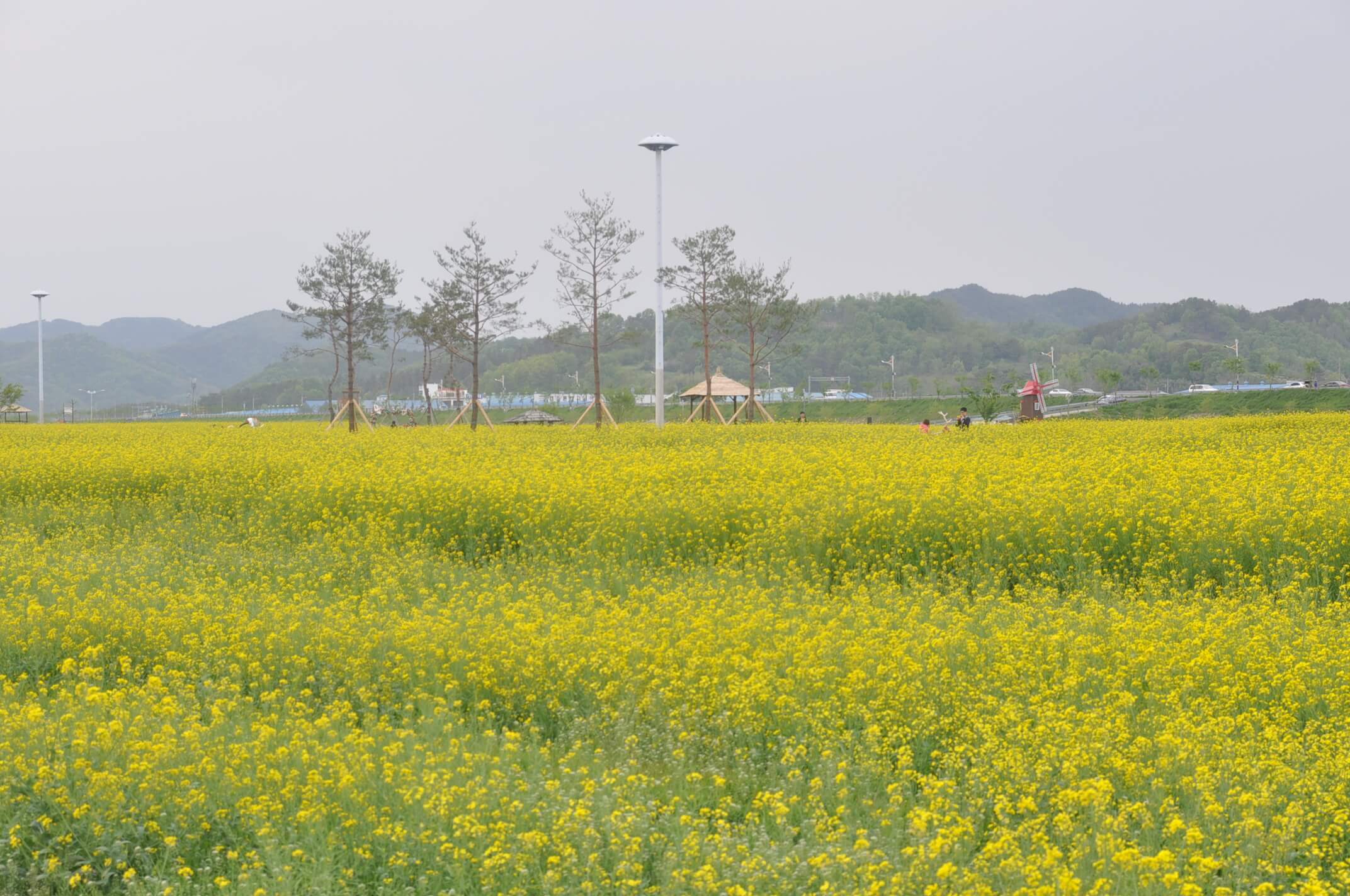 유채꽃핀 사진