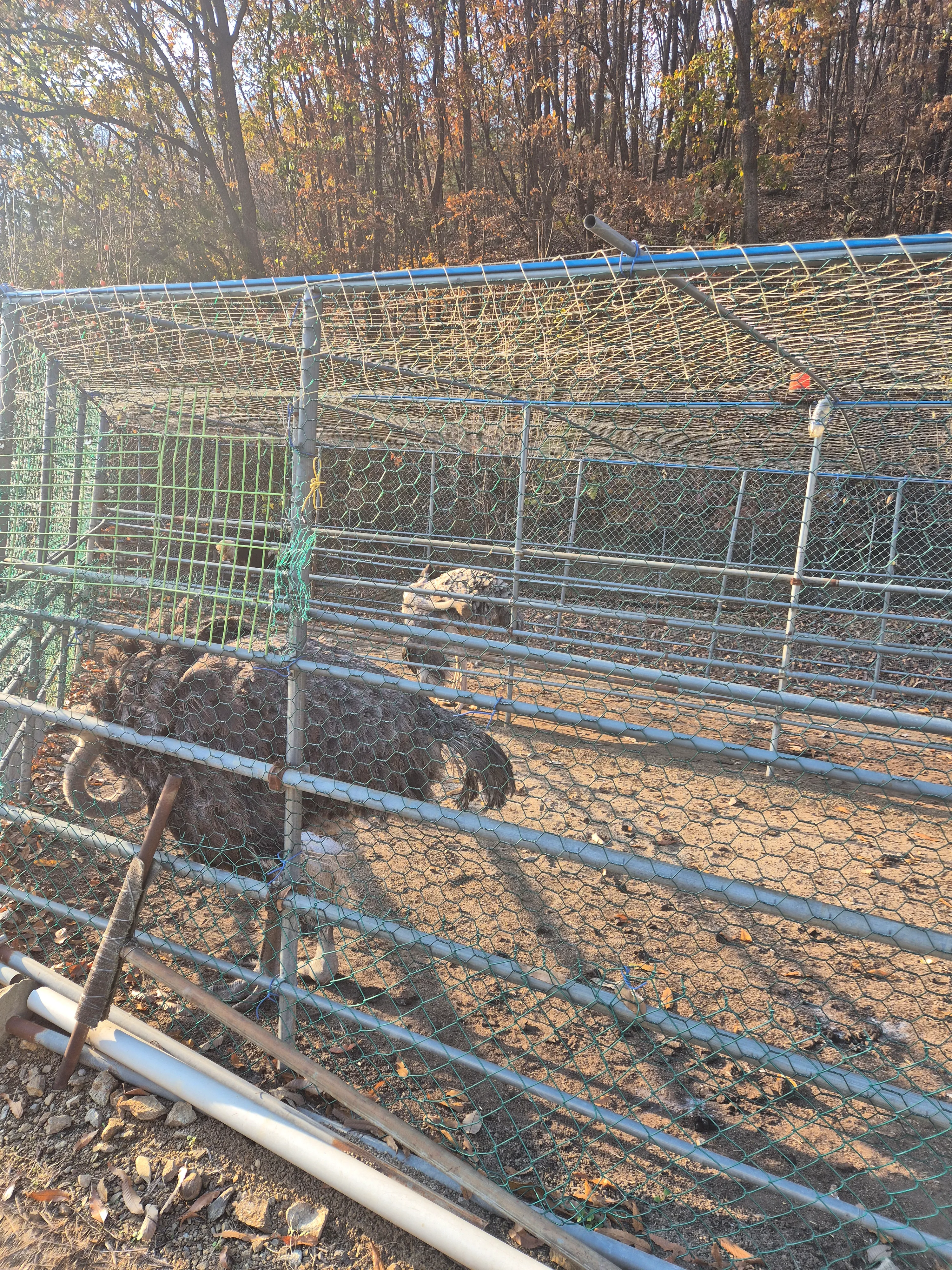 글램핑-타조-구경