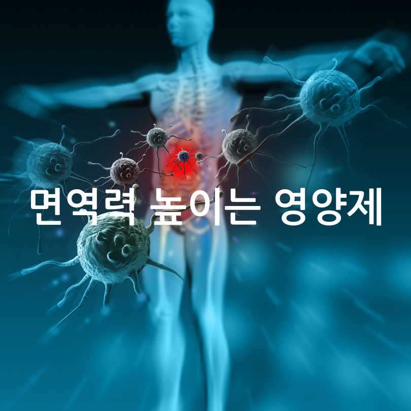 면역력높이는영양제