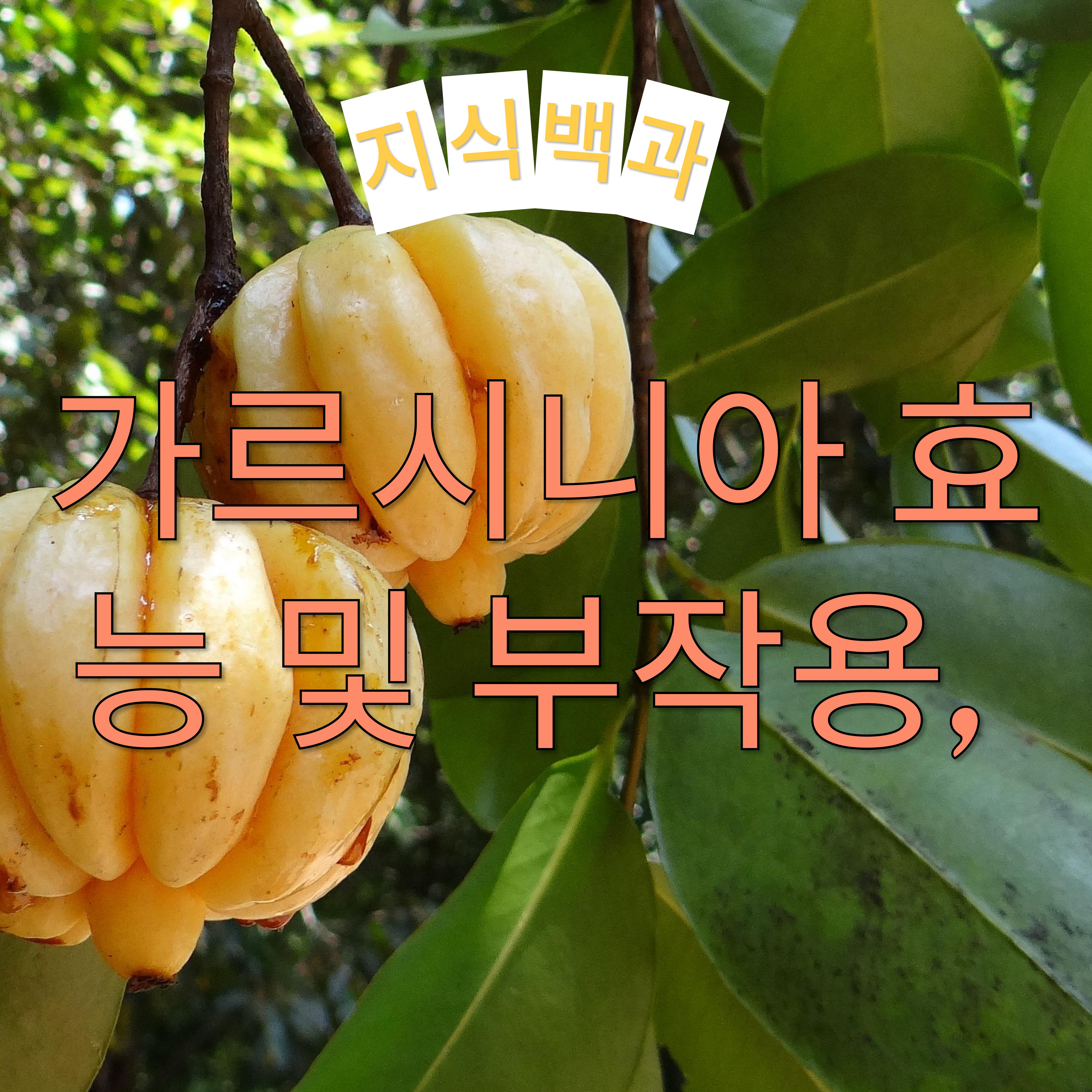 가르시니아 효능 및 부작용, 섭취방법 총정리