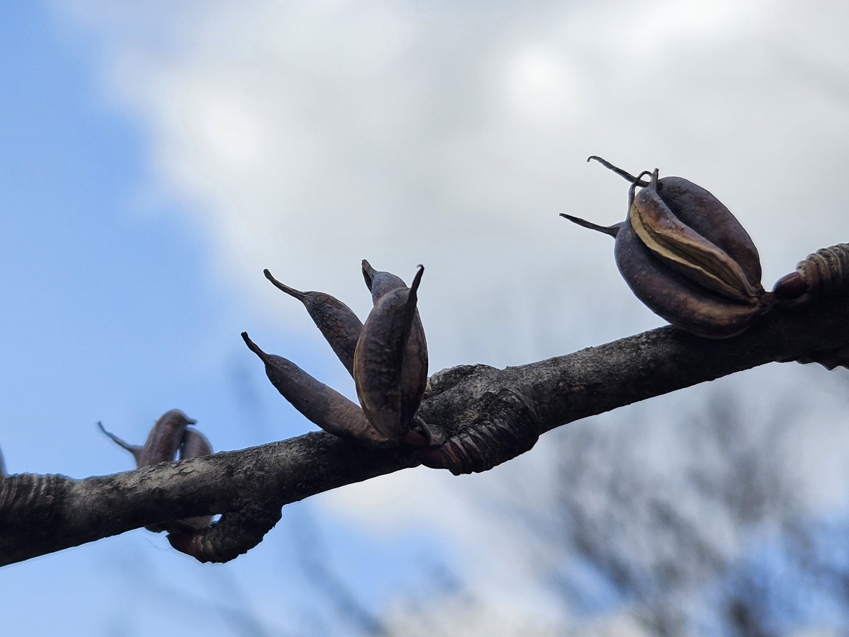 계수나무 열매1