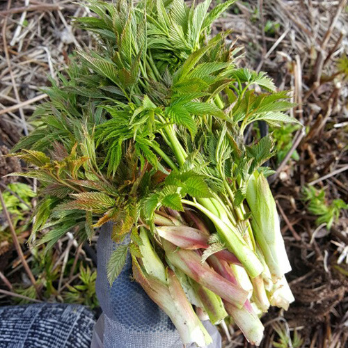 눈개승마 효능, 부작용, 먹는법, 요리법 살펴보기