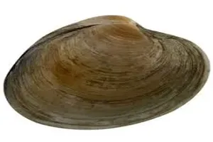 조개