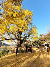 밀양 가볼만한곳 - 금시당