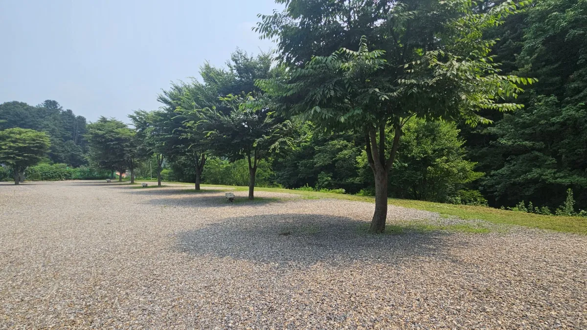 자갈밭-위-나무들