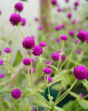 여름꽃 종류 모음 여름 꽃나무 추천 12가지 정리_16