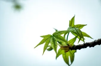 브뤼셀스프라우트 재배 육묘 포인트 추대 방지 수확 팁_6