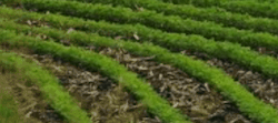 Tile 13