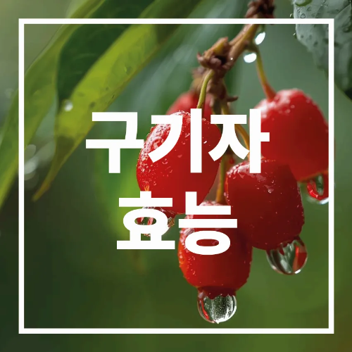 구기자의 효능