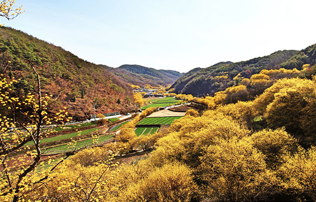 의성 산수유꽃피는마을
