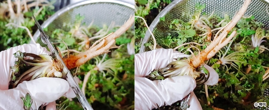 냉이-요리법-냉이-손질법