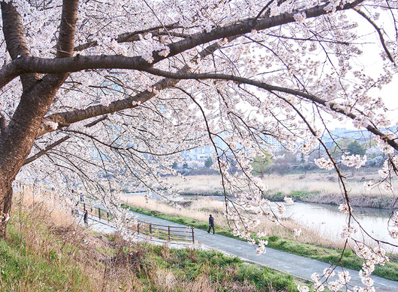 전주 삼천변 벚꽃길