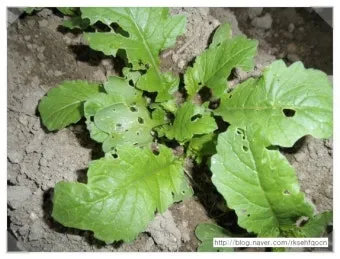 시래기용 무 재배 잎 관리 병해 줄이기 건조 보관_13