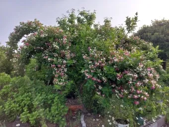 병꽃 무늬병꽃 삼색병꽃 붉은병꽃 아름다운 꽃 종류_8