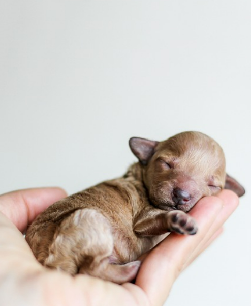 강아지 산책 후 발을 닦아야 하는 이유