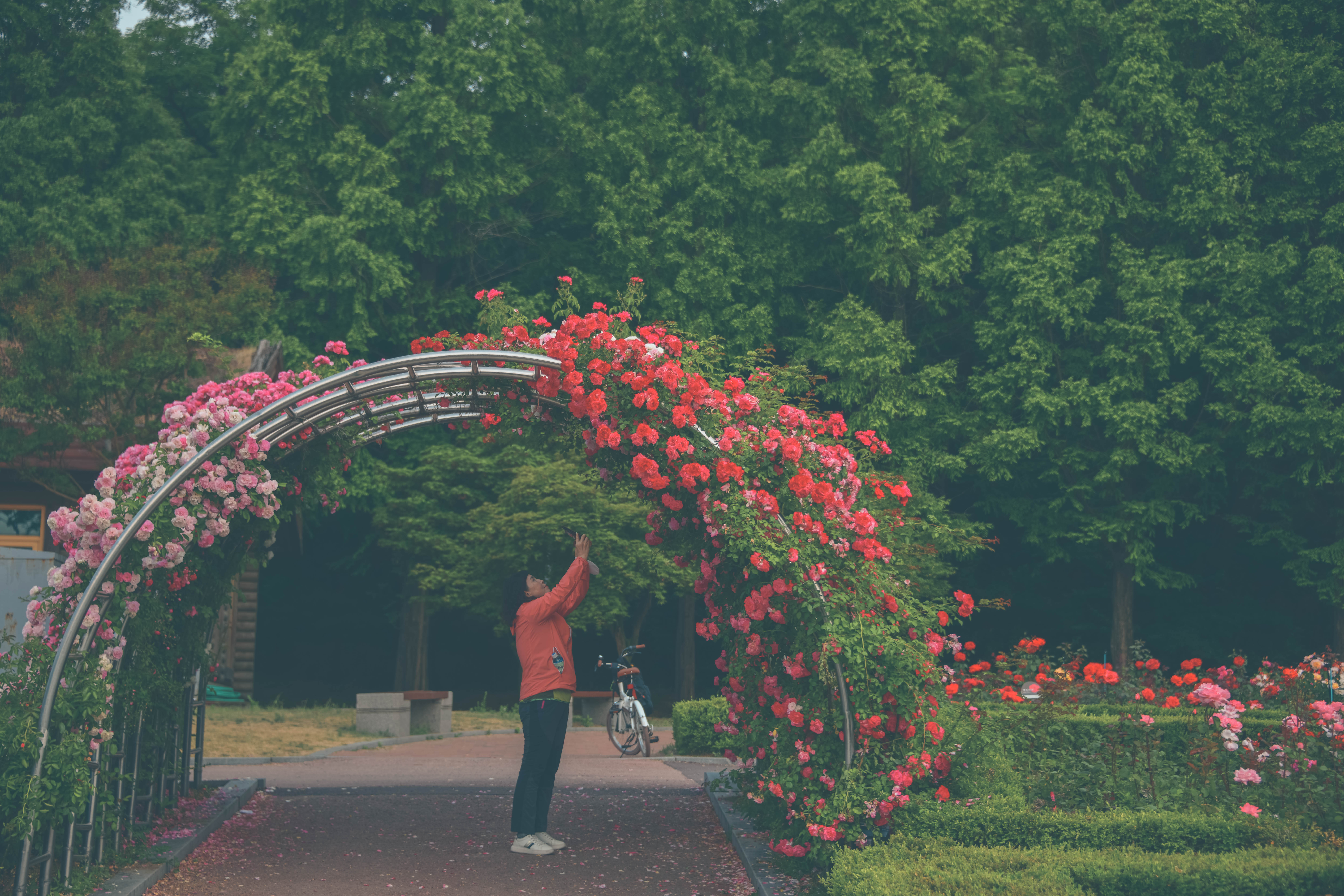 인천대공원 장미원