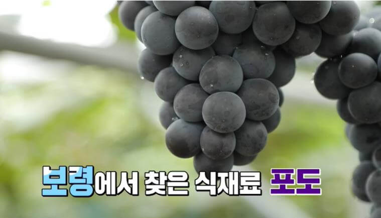 6시내고향 보령 포도
